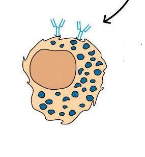 4- Sensibilização de mastócitos e de eosinófilos Mastócitos Eosinófilos Moléculas de