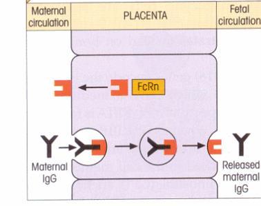 Transcitose na placenta Interação com FcRn em trofoblasto da placenta humana Aquisição