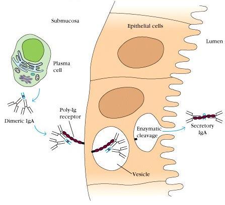 Transcitose epitelial Interação com receptor em célula epitelial do intestino Revestimento de IgA na luz