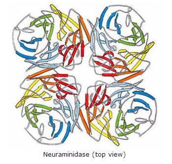 Neuraminidase do virus da