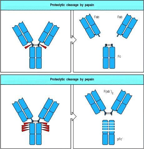 Dedução da estrutura da molécula de anticorpo Clivagem por papaina Papaina