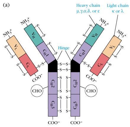 Protótipo da molécula de Ig Cadeia pesada ou Cadeia leve ou Dobradiça Pontes