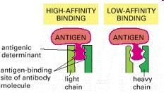 A afinidade de ligação entre o antígeno e o anticorpo epitopo Ligação de alta afinidade Antígeno Ligação