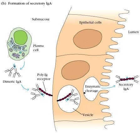 dimérica Receptor poli Ig Clivagem endocítica IgA secretória
