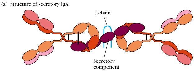 Cadeia J Cadeia pesada α1 ou α2 Componente Secretor Estrutura de IgA