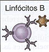 Expressa na superfície de linfócitos B maduros
