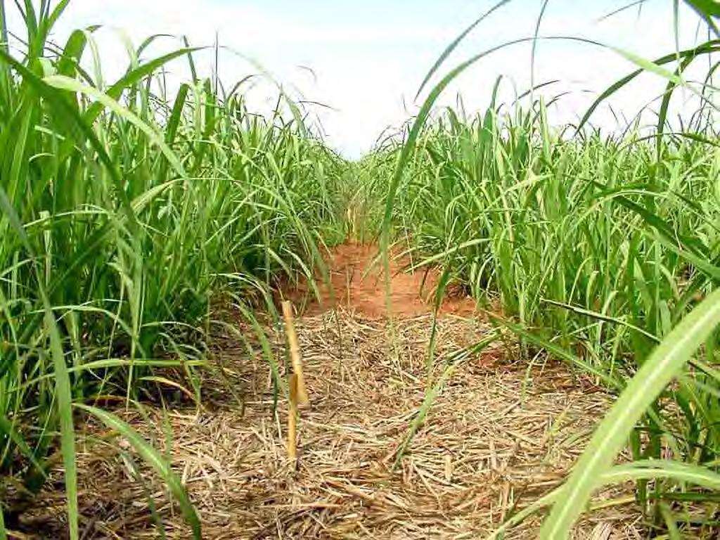 34 5.5. Características avaliadas O controle de plantas daninhas foi avaliado aos 60 e 90 dias após a aplicação dos tratamentos (Figuras 9 e 10).