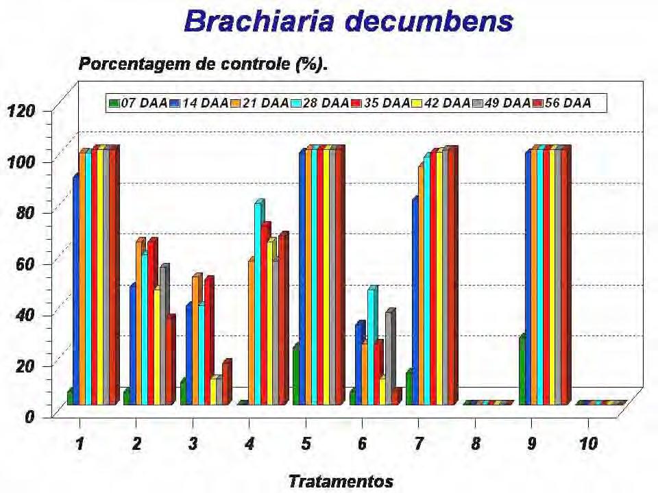 76 Figura 38. Porcentagem de controle de Brachiaria decumbens.