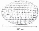 174 Estudo Morfológico de Batrachedra nuciferae Hodges (Lepidotera: Coleophoridae) Sánchez-Soto & Nakano placas de Petri até atingirem a fase de pupa.