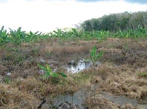 Although little information is available on the distribution of organisms in cultivated environments, it is known that the richness and abundance of animal species are strongly influenced by the size