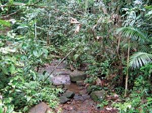 Regarding the Atlantic Rain Forest, such fragments play an important role in the conservation of biodiversity due to the high levels of endemism observed in this biome, currently threatened by the