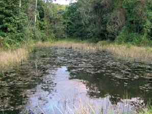 In the reproductive period, anurans can use ponds, lakes, bogs, streams, and phytothelms, comprising 39 different reproductive modes, 27 of them found in the Atlantic Rain Forest (Haddad & Prado