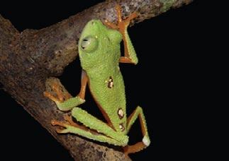 Tadpoles were sampled during the day in all types of waterbodies, in forested and non-forested areas.