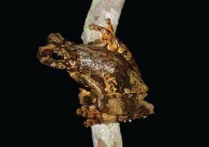 Phasmahyla timbo and Chiasmocleis cordeiroi, also endemics to the Bahia State, were previously known only from their type localities in the municipalities of Amargosa (150 km North from Igrapiúna)