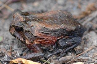 x-signatus, and Leptodactylus latrans used more than one breeding site (temporary and permanent ponds).