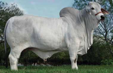 MR PILAR 75 BRAHMAN ::: BR 46 - Sua mãe é Campeã ExpoZebu 97 e o pai Campeão Americano 96. - Animal com grande precocidade de musculatura e excelente estrutura óssea.