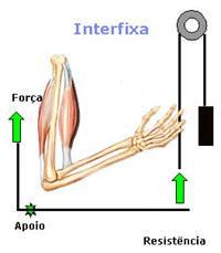 Alavanca de Primeira Classe ou Interfixa A força aplicada
