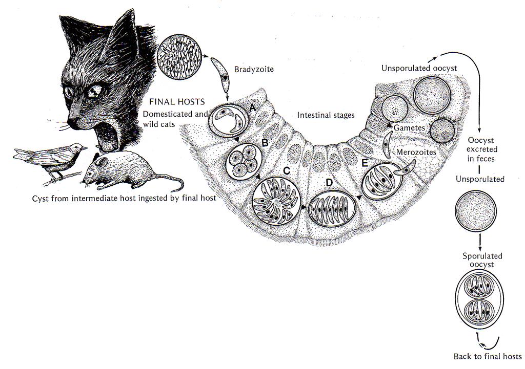 O ciclo intestinal no gato F G A. Cistos (bradizoítas) B. Esquizontes C, D e E. Merozoítas F. Gametócitos (microgametócito e macrogametócito) G.