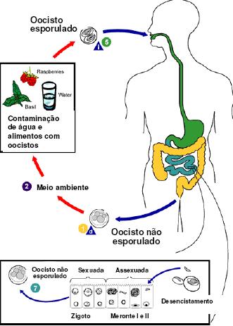 Ciclo de Vida Ø Semelhante aos dos demais coccídios intestinais.