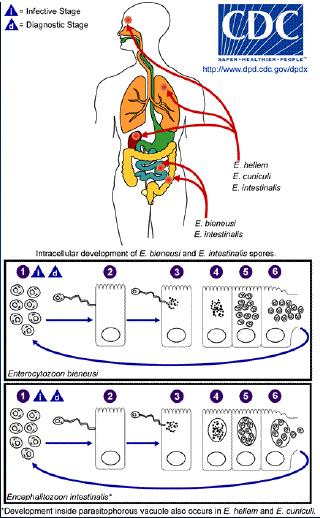 Ciclo de Vida Ingestão ou inalação de esporos Germinação dos esporos (intestino delgado, trato respiratório,