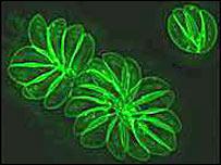 Agente etiológico ü Toxoplasmose é uma doença causada por pelo protozoário Toxoplasma gondii.