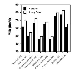 Efeitos em bovinos Dias longos aceleram a puberdade em novilhas em relação ao ciclo natural de duração do dia (equinócios) Dias longos: redução da melatonina, o qual é secretado em resposta ao escuro