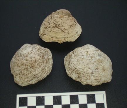 delimitados de conchas ou de fragmentos de caranguejos (AMANCIO- MARTINELLI,2006).