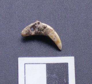 Um único adorno elaborado em dente de roedor foi identificado no nível