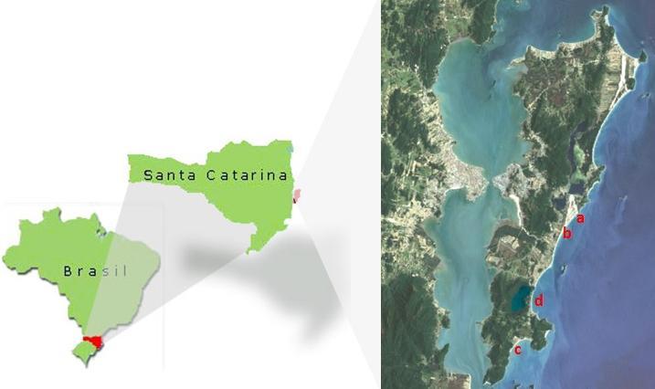 21 Figura 1. Localização das áreas de estudo amostradas na Ilha de Santa Catarina, SC. Em (a) Joaquina; (b) Rio Tavares; (c) Pântano do Sul; (d) Peri.