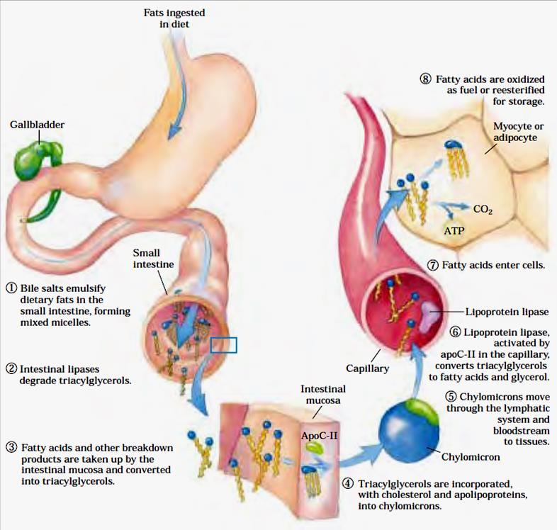 Lipídeos de Reserva Vesícula Biliar Ác graxo Duodeno Triacilglicerol ács graxos + glicerol Micelas Corrente sanguínea