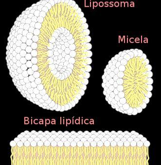 Lipídeos Classe de biomoléculas heterogêneas que são insolúveis em água e solúveis em solventes orgânicos (álcoois, cetonas, etc).