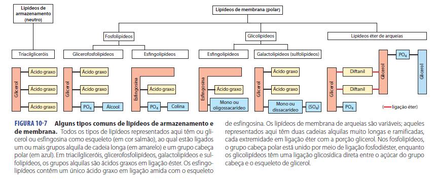 Lipídeos de Membrana - Esqueleto: glicerol ou