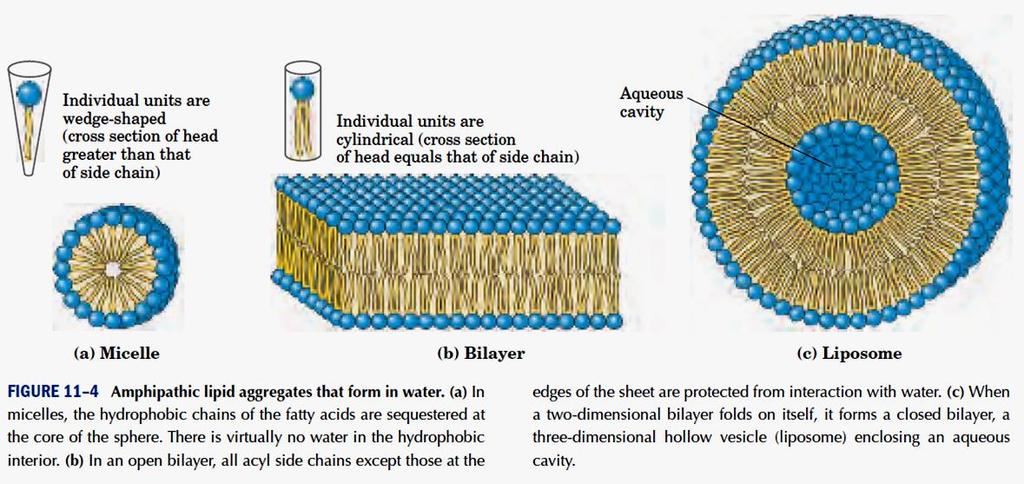 Lipídeos de Membrana Agregados lipídicos anfipáticos formados na água Unidades individuais têm a forma de cone (secção transversal da cabeça é maior do que a da cadeia