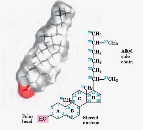 Estrutura em bastão (colesterol - animais) Lipídeos de Membrana esteróis Cadeia lateral alquila Outros papéis dos esteróis: