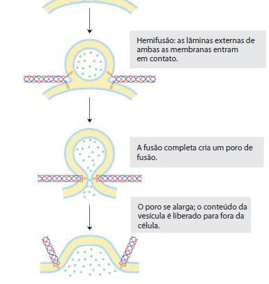 :  membranas