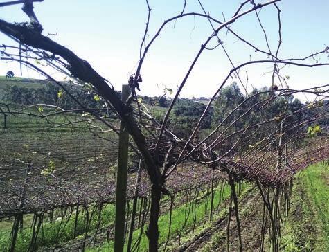 Poda verde pode melhorar o fluxo de caixa do viticultor Desde 2000, alguns produtores de uva rústica (niagara rosada) da região paulista de São Miguel Arcanjo têm optado por um planejamento de podas,