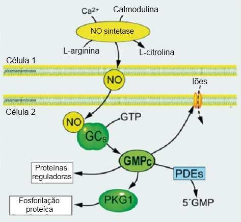 diminuição da produção de NO intraprostático na zona de transição de homens com HBP quando comparado com próstatas normais. 1,9,10,27,31,38,47 Figura 2 Esquema ilustrativo do ciclo do NO.