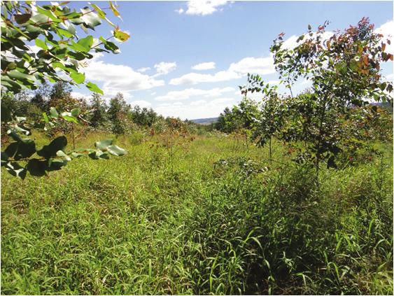 mais importante a proteção dos plantios contra pragas, doenças e plantas daninhas.