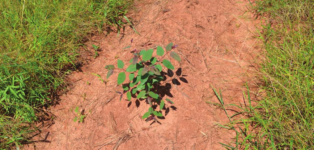 , 2000) (Figura ). Além das perdas causadas pela competição, a vegetação indesejada provoca problemas nos tratos silviculturais, como desrama, desbaste e colheita (WOCH, 204).