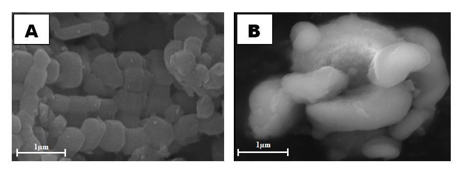 Figura 6. Imagens de MEV das amostras a) SBA-15 padrão e b) SBA-15 4. Considerações Finais É possível diminuir o tempo de síntese do SBA-15 em 24 horas utilizando o Butanol no procedimento de síntese.