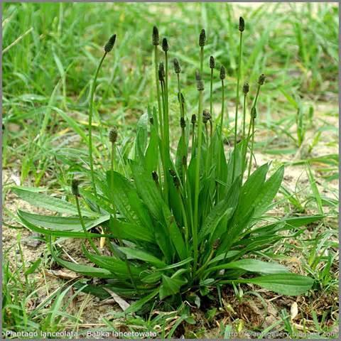 Veronica spicata