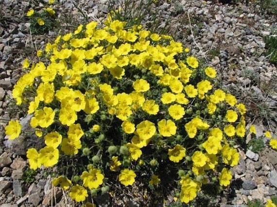 Potentilla nivia