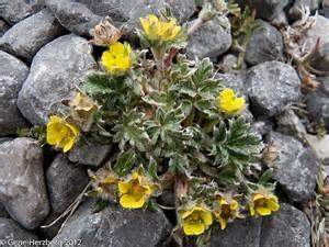 chamissonis Potentilla