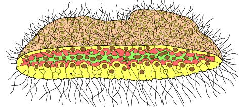 Placozoa