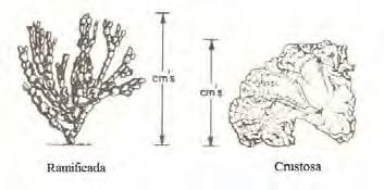 As espécies de coralináceas são diferenciadas com base no tipo e estrutura do hipotalo e peritalo, a estrutura, arranjo e tamanho dos conceptáculos e detalhe do tecido calcificado (BATHRUST, 1976).