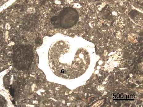 Estampa 10 Avm FM 19: Gastrópode (G) ornamentado em packstone bioclástico da parte superior da Formação Ponta do