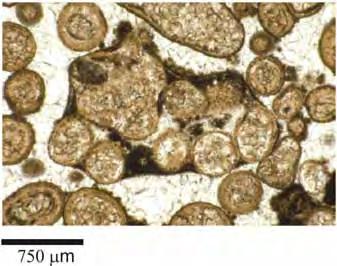 Grapestones e lumps são agregados de grãos esféricos a lobados, sendo que os grapestones (muitas vezes oóides micritizados) se assemelham a pequenos aglomerados de uvas (Figura Ap.