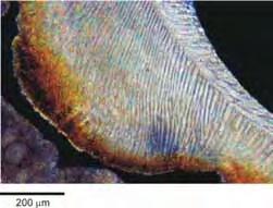 que a camada de aragonita (MAJEWSKE, 1969). Segundo Scholle &Ulmer-Scholle (2003), a calcita encontrada nos gastrópodes é pobre em Mg.