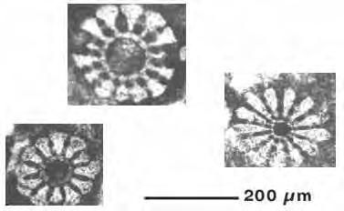 - Mineralogia: segundo Scholle & Ulmer-Scholle (2003), os equinóides antigos e modernos apresentam composição de calcita moderada a rica em Mg, sendo que cada componente individual do esqueleto atua