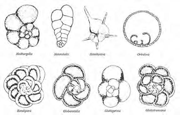 Figura Ap. 25- Foraminíferos planctônicos: gêneros Hedbergella, Globigerina, Orbulina, Rotalipora, Globotruncana, Globorotalia e Hantkenina. Fonte: Seyve (1990).